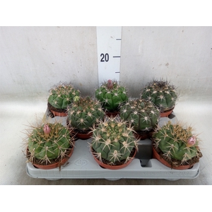 Gymnocalycium saglionis