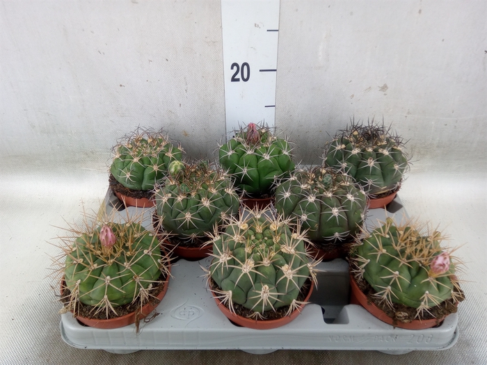<h4>Gymnocalycium saglionis</h4>