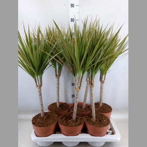 Dracaena marg. 'Bicolor'