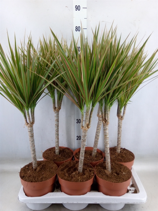 <h4>Dracaena marg. 'Bicolor'</h4>
