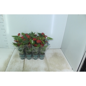 ANTHURIUM RED SUCCESS P09