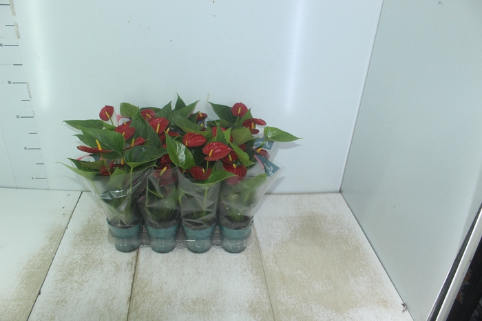 ANTHURIUM RED SUCCESS P09