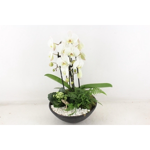arr2 PL - Ebbi. phal cascade - wit