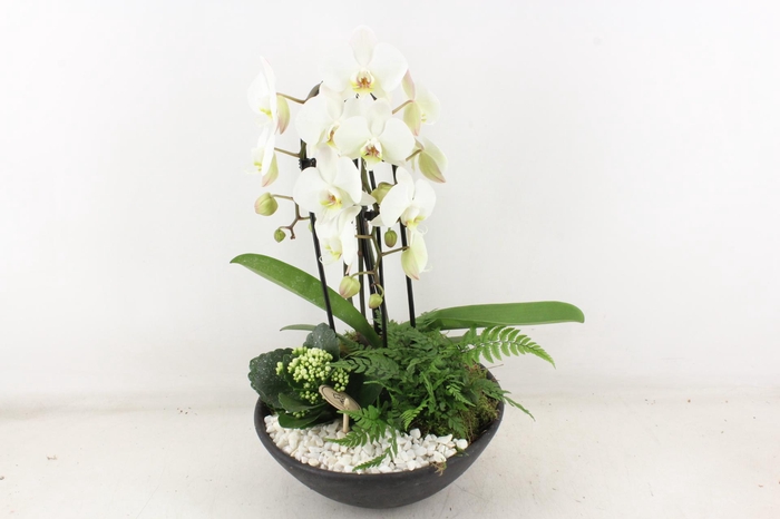 <h4>arr2 PL - Ebbi. phal cascade - wit</h4>