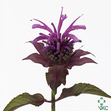 MONARDA PURPLE PRINC