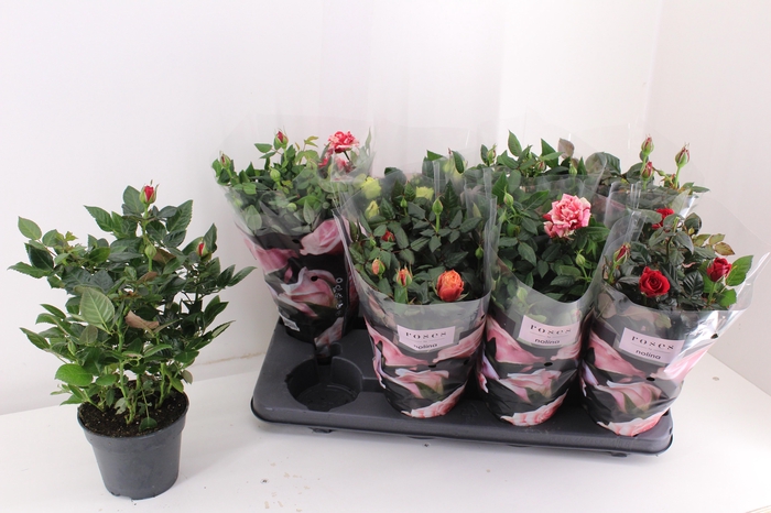 <h4>RO PATHIT GEM 5 SRT</h4>