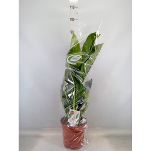 Dieffenbachia seg. 'Caiman'