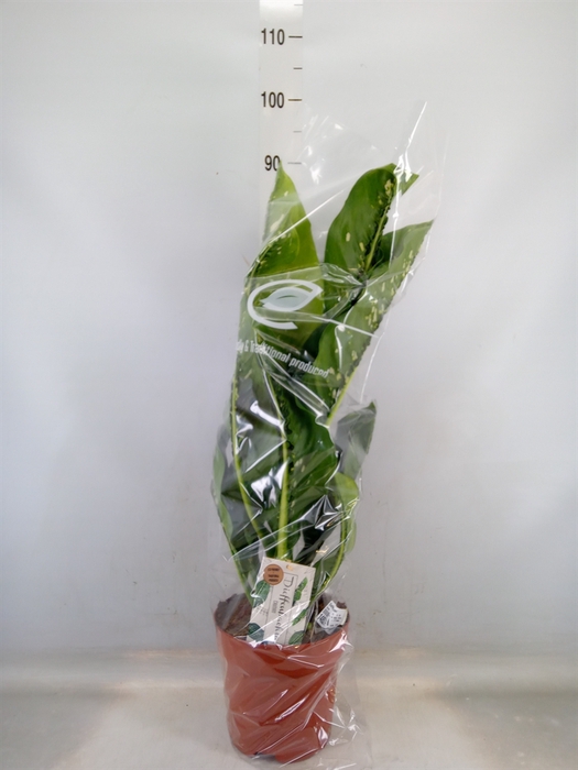 <h4>Dieffenbachia seg. 'Caiman'</h4>
