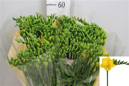 <h4>Fr En Serrada</h4>