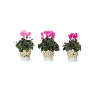 Collectie 'Nature Love' Cyclamen in smartcup Tommy