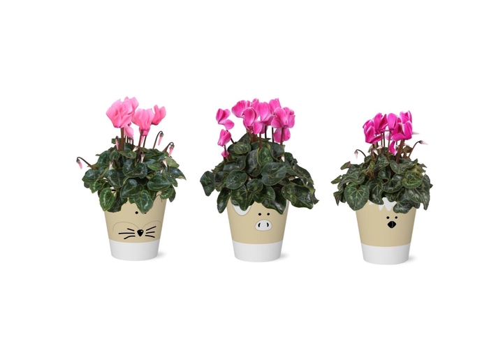 <h4>Collectie 'Nature Love' Cyclamen in smartcup Tommy</h4>