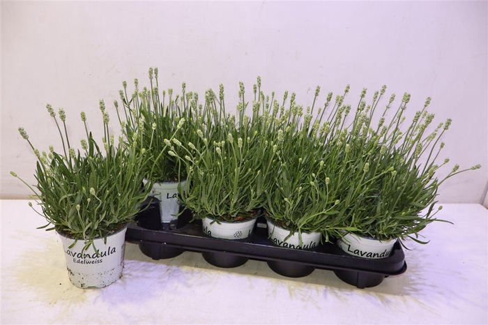 <h4>Lavan In Edelweiss</h4>