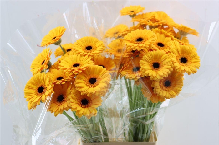 <h4>Ge Mi Tweety Xxl</h4>