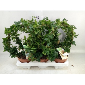 Hedera   ...green leafed