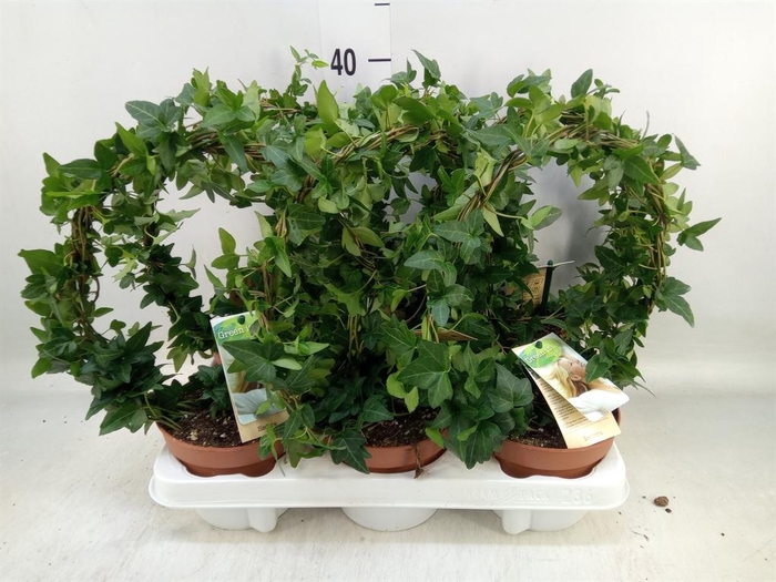 <h4>Hedera   ...green leafed</h4>