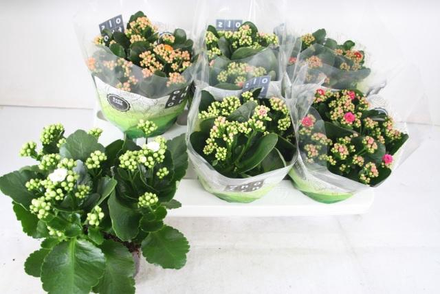 <h4>KAL GE GEM 5 KL</h4>