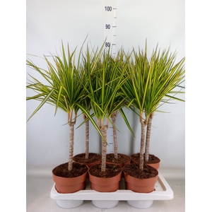 Dracaena marg. 'Sunray'