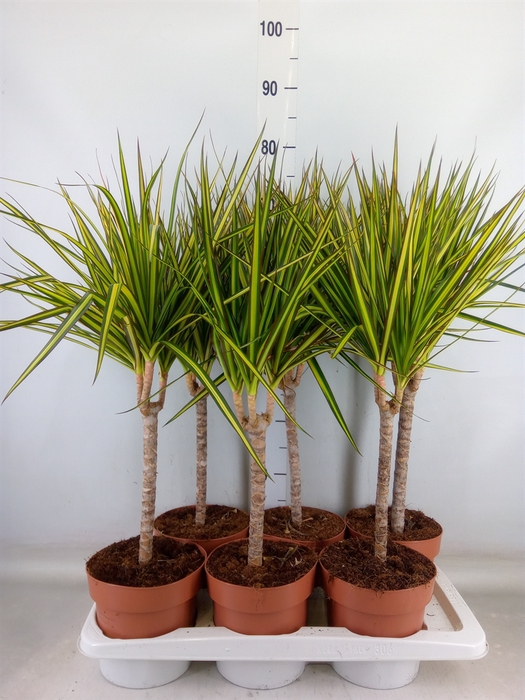 <h4>Dracaena marg. 'Sunray'</h4>