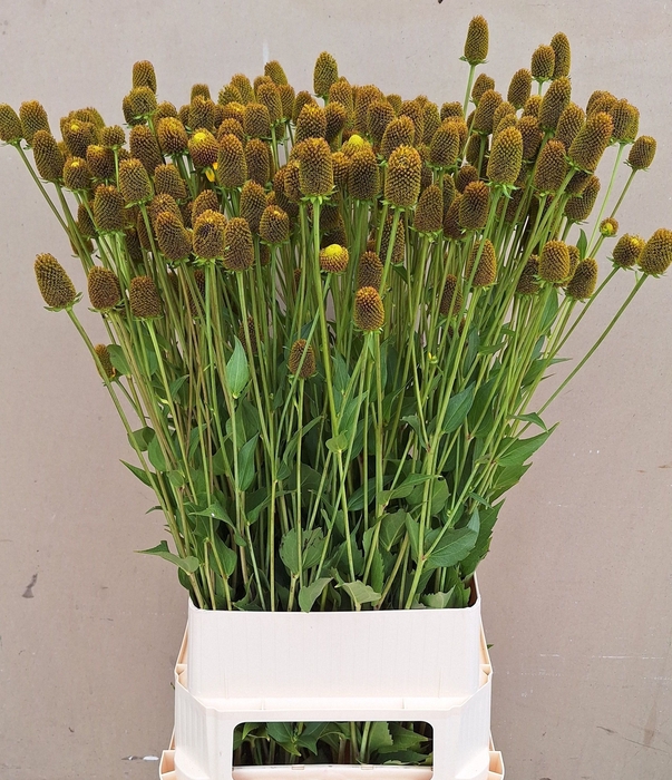 <h4>RUDBECKIA NITIDA</h4>