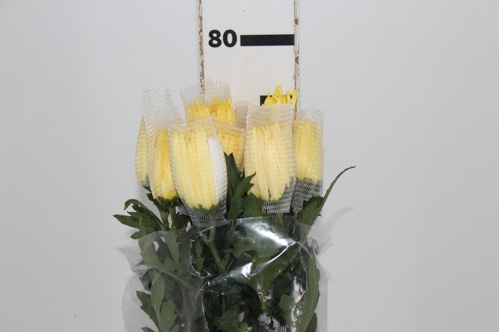<h4>ANASTASIA SUNNY 080 CM AMARELO</h4>