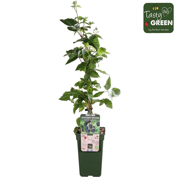 <h4>Rubus fruticosus Black Satin Bio P19</h4>