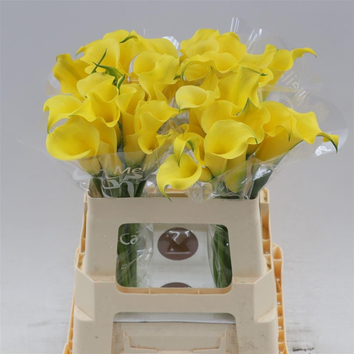 <h4>Calla Sunny Art</h4>