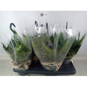 Humata griffithiana var. tyermannii