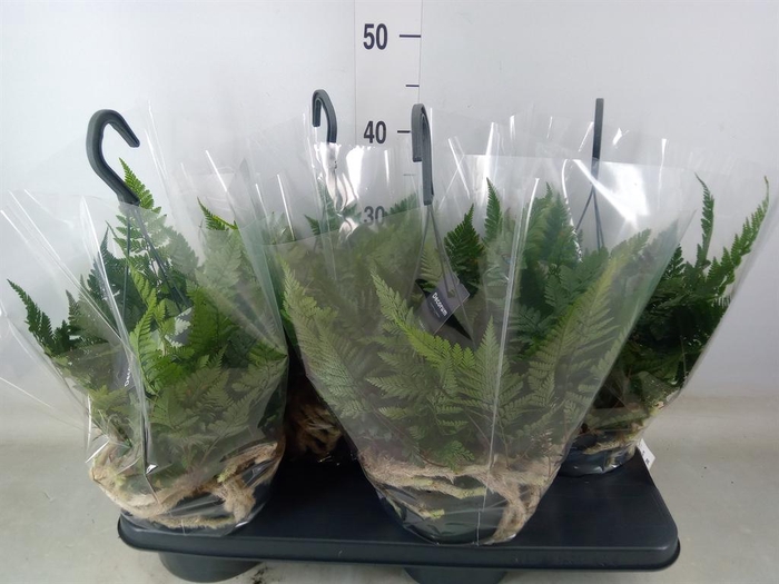 <h4>Humata griffithiana var. tyermannii</h4>