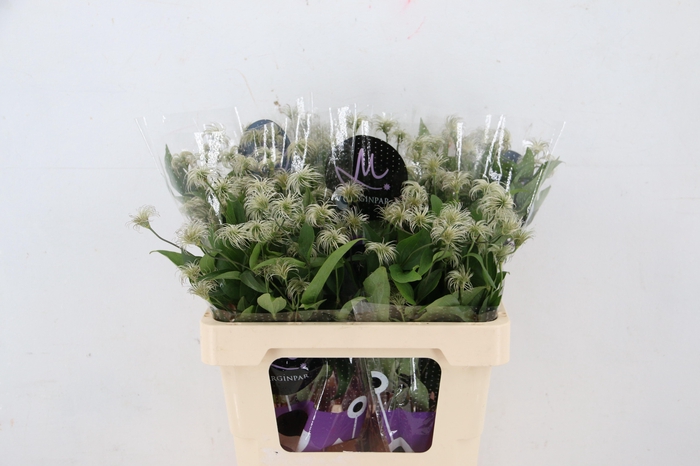 <h4>CLEM AMAZING KIBO</h4>