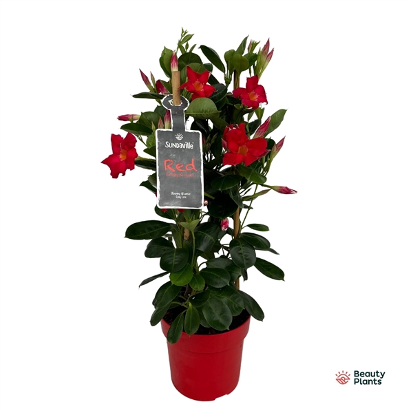 <h4>Mandevilla Sundaville Early Scarlet in toren (Dipladenia)</h4>