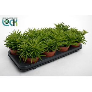 Peperomia Sweet Spark