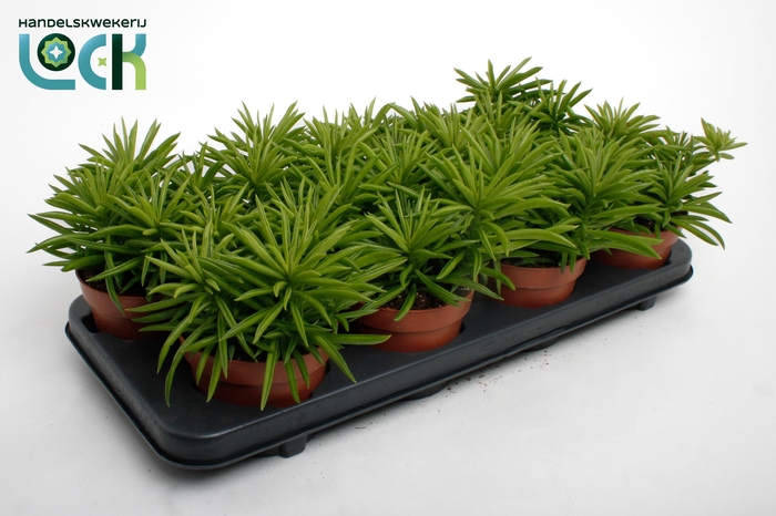 <h4>Peperomia Sweet Spark</h4>