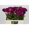 Dahlia Cryfield Harmony