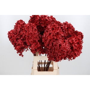 Hydrangea Candle Kl Bh Rood Dried