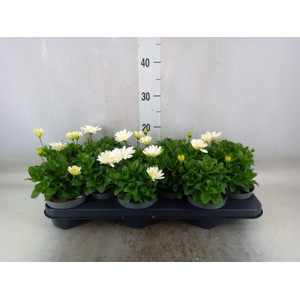 Osteospermum  '3D White'