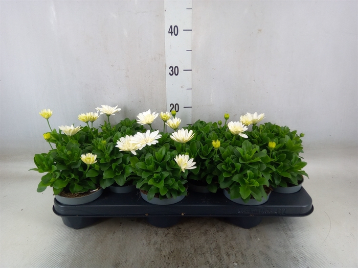<h4>Osteospermum  '3D White'</h4>