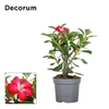 Adenium rood