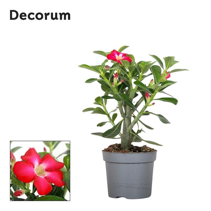 Adenium rood