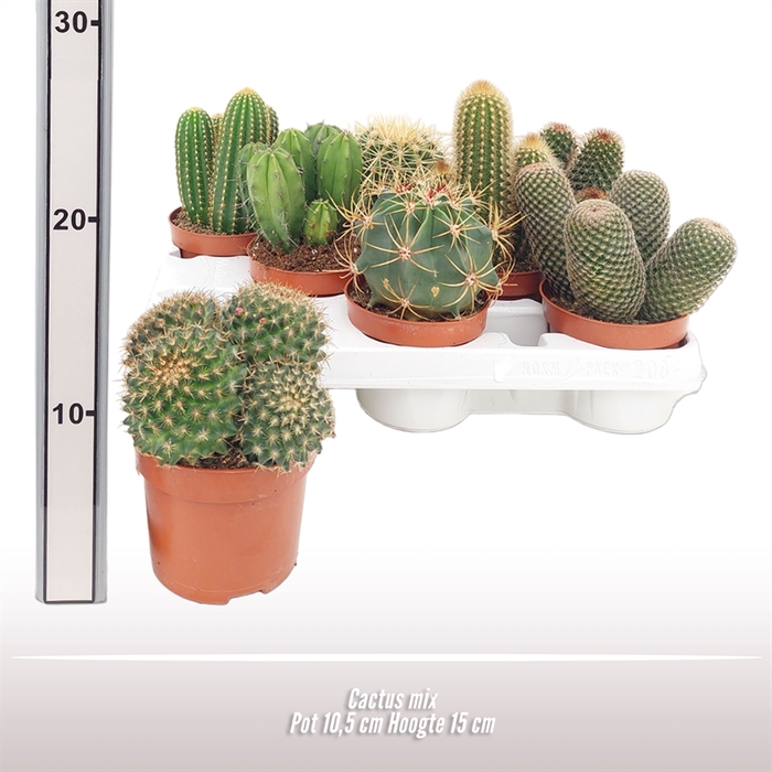 <h4>Cactus gemengd</h4>