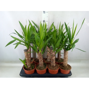 Yucca   ...