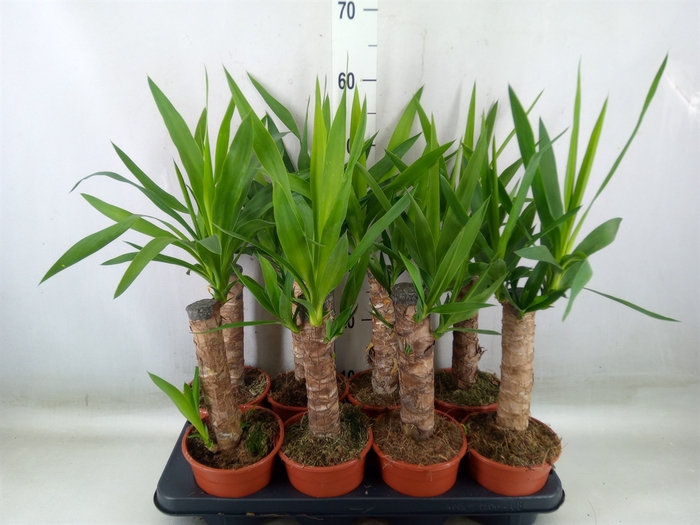 <h4>Yucca   ...</h4>