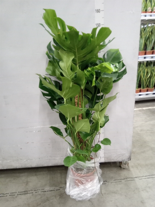 <h4>Monstera delic.</h4>