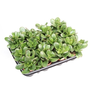 Crassula Ovata CR8014