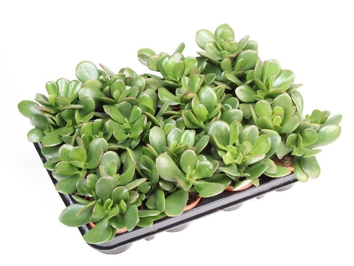 <h4>Crassula Ovata CR8014</h4>