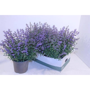NEPETA FAASSENII P19