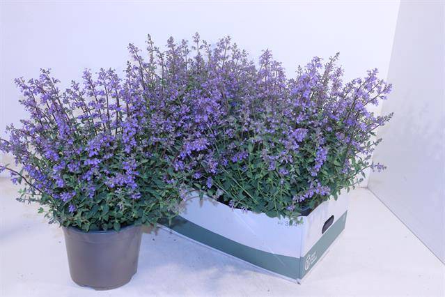 <h4>NEPETA FAASSENII P19</h4>