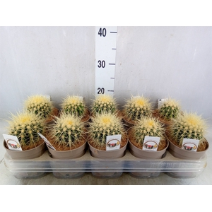 Echinocactus grusonii