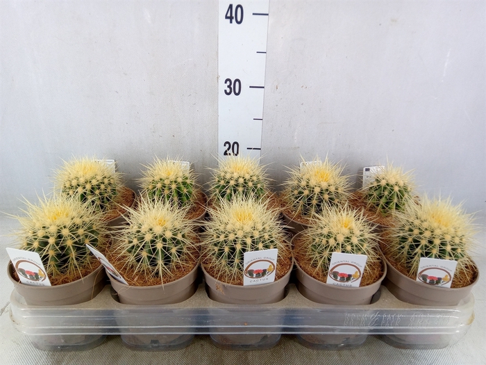 <h4>Echinocactus grusonii</h4>
