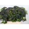 Viburnum Dark Blue Hermania