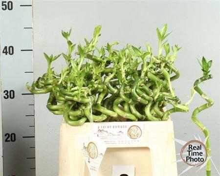 <h4>Drac S Lucky Bamboo</h4>